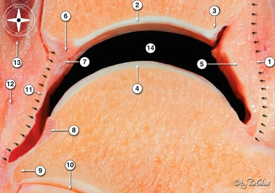 Рис. 1. Анатомия голеностопного сустава, вид сбоку