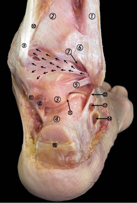 Рис. 2. Задний вид голеностопного и подтаранного суставов