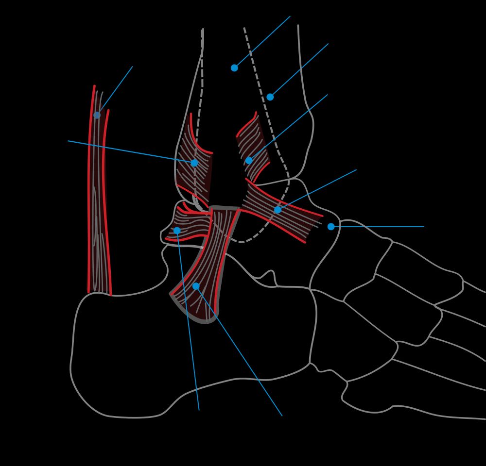 Латеральный вид голеностопного сустава — связки