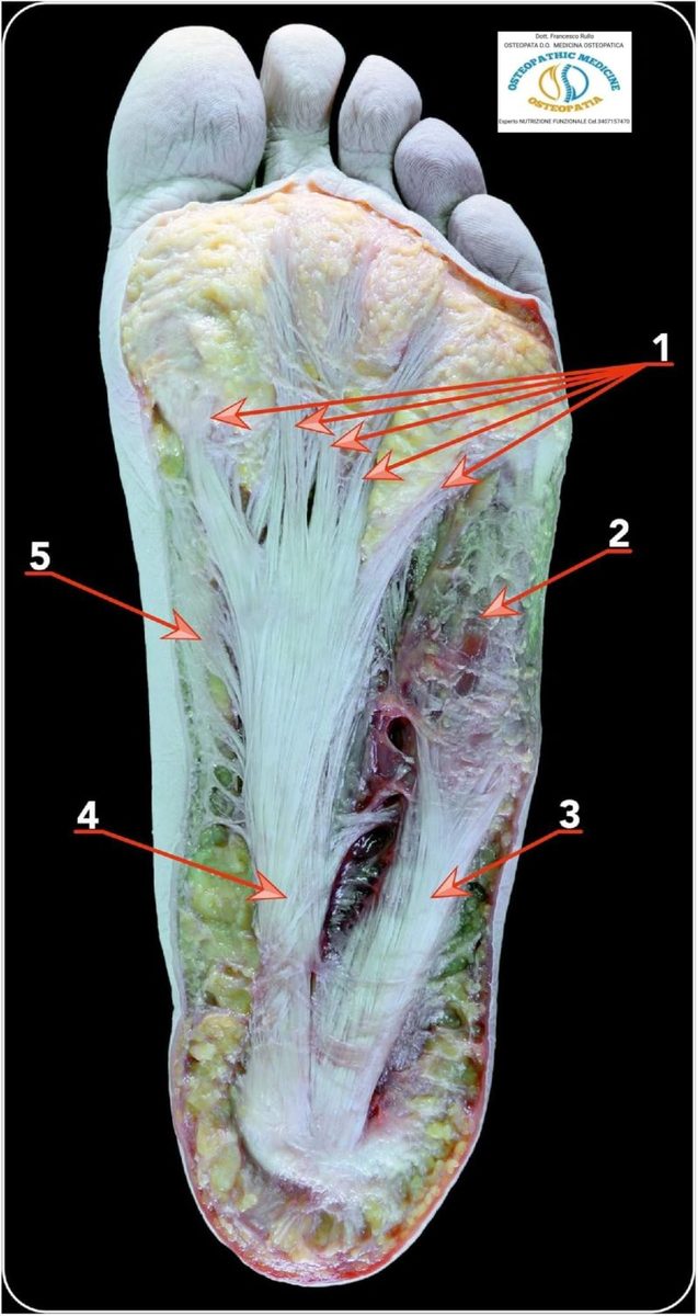 Рис. 1. Анатомия подошвенной фасции